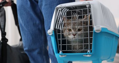 Cats Protection criticises 'disturbing' TfL video